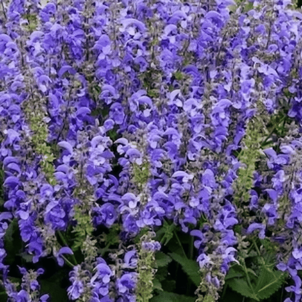 Salvia Big Sky 1