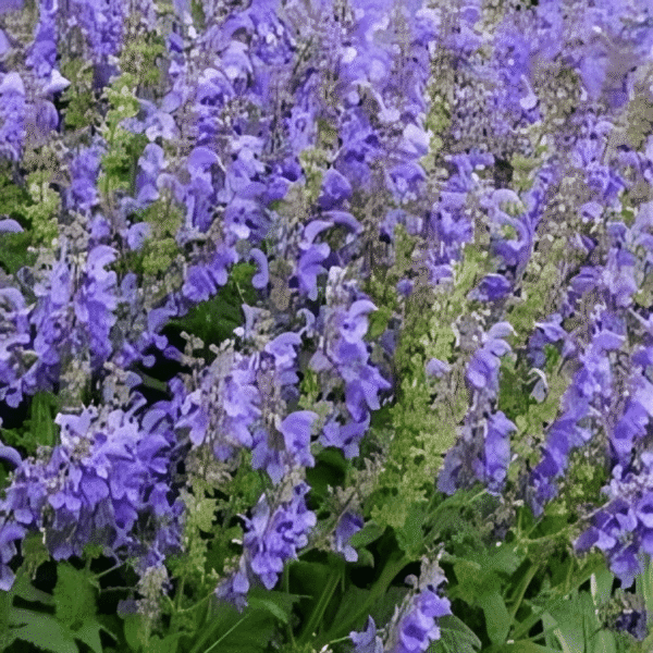 Salvia Big Sky 2