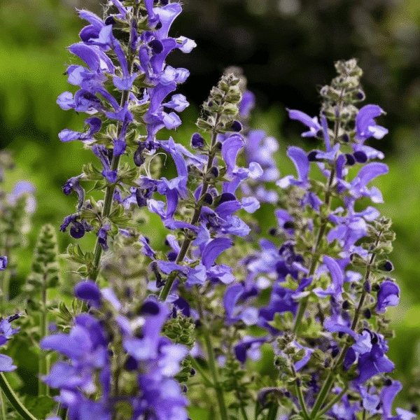 Salvia Big Sky 3