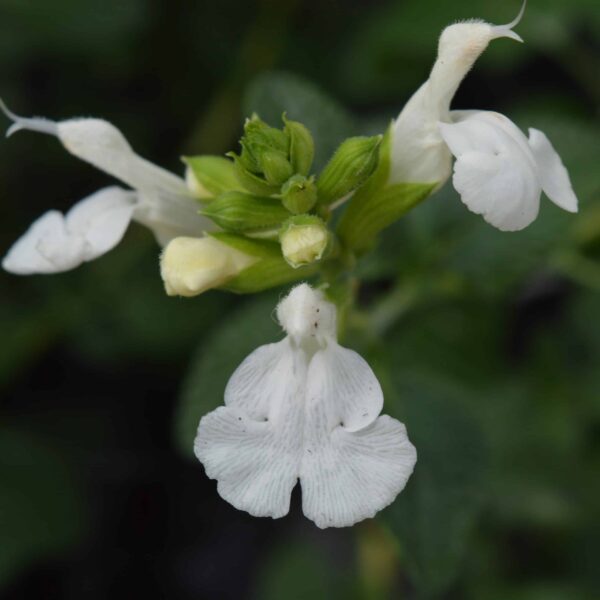 Salvia 'Chalk White'
