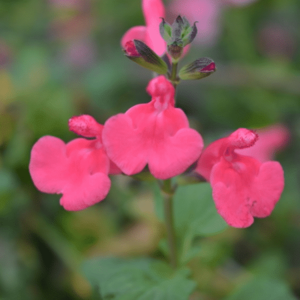 Salvia Love Heart