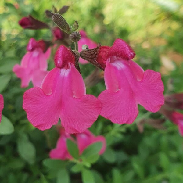 Salvia 'Naturally Fuchsia'