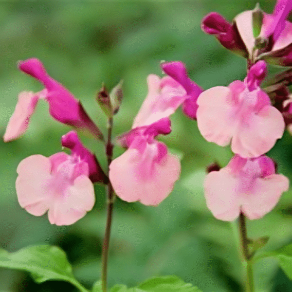 Salvia 'Peach Melba'