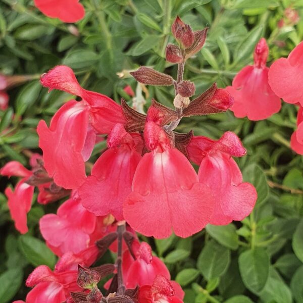 Salvia 'Pinkish Red'