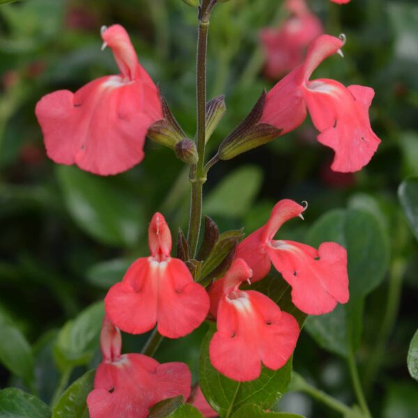Salvia 'Pretty Flamingo'