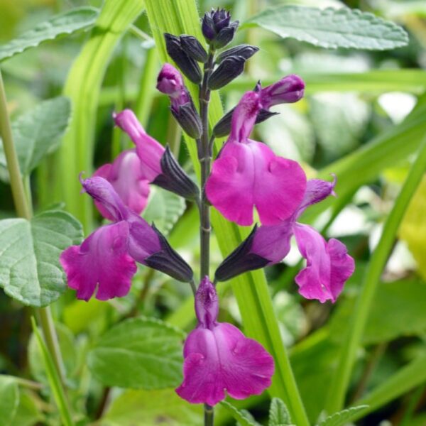 Salvia 'Strawberry Split'