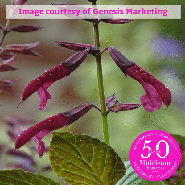 Salvia 'Tropicolor Claret' - Image 10