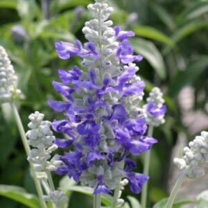 Salvia farinacea Strata