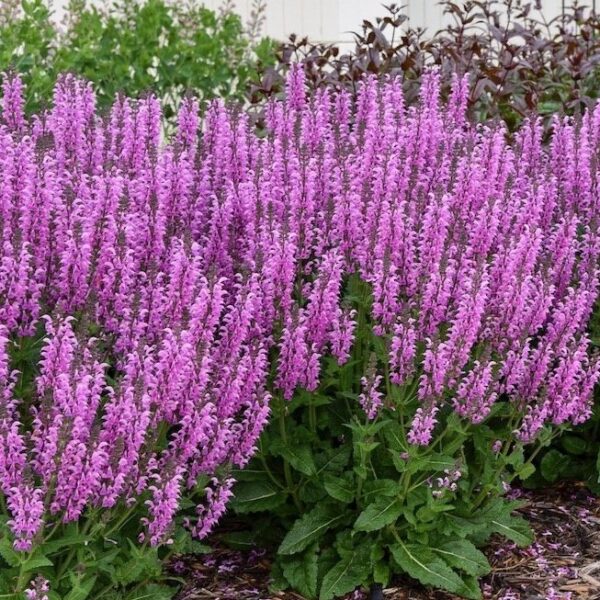 Salvia fashionista Bacl to Fuschia 1
