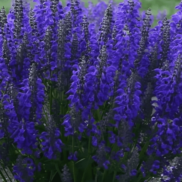 Salvia fashionista Evening Attire 1