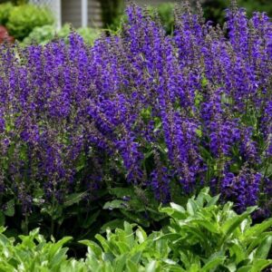 Salvia fashionista Evening Attire 1