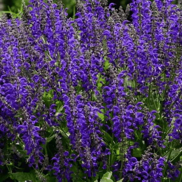 Salvia fashionista Evening Attire 2