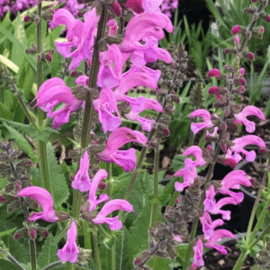 Salvia fashionista Moulin Rouge