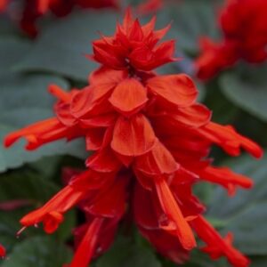 Salvia mojave red