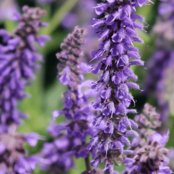 Salvia nemorosa Feathers Peacock 2
