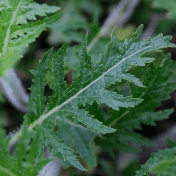 Salvia nemorosa Feathers Peacock 3