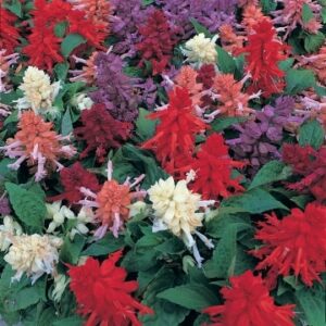 Salvia sizzler formula mix