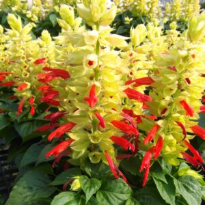 Salvia Mojave Bicolour