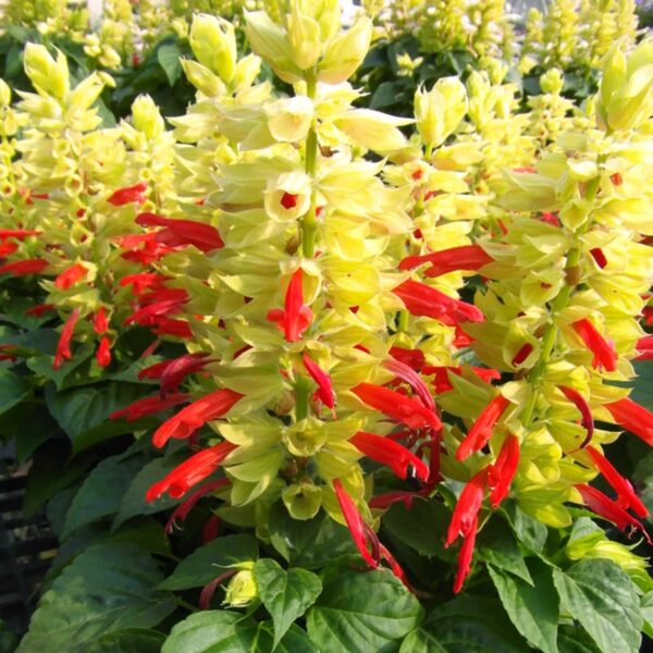Salvia Mojave Bicolour
