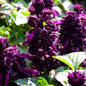 Salvia Mojave Purple