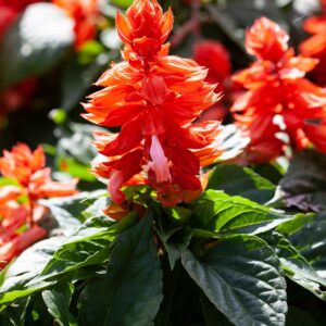 Salvia Mojave Salmon