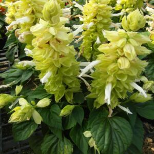 Salvia Mojave White