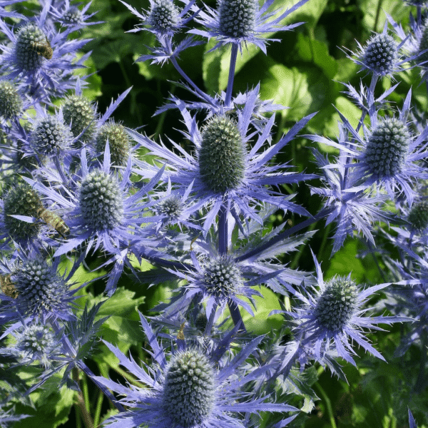 eryngium magical blue lagoon