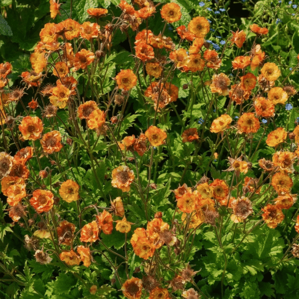 geum tutti frutti 1