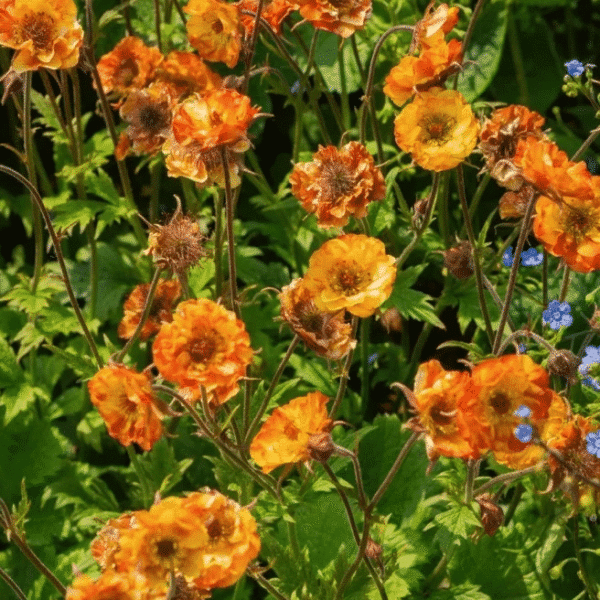 geum tutti frutti 2
