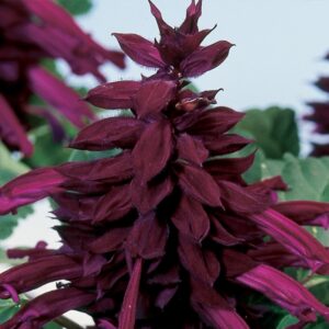 salvia amore purple