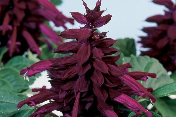 salvia amore purple