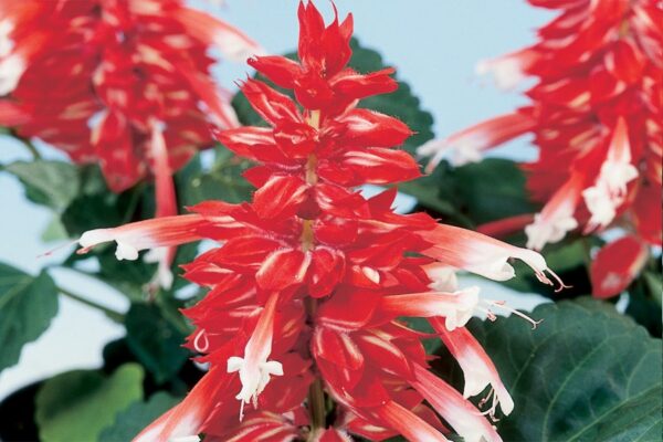 salvia amore scarlet bicolour