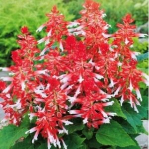 salvia amore scarlet bicolour1
