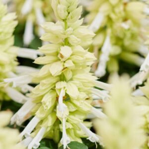 salvia amore white