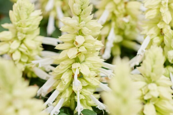 salvia amore white