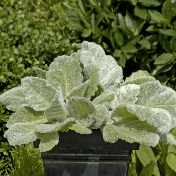 salvia argenta artemis