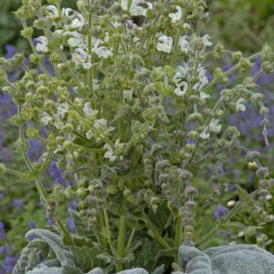 salvia argentea artemis