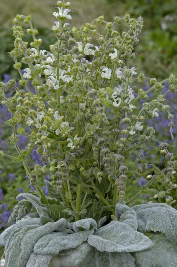salvia argentea artemis