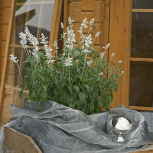 salvia farincea evolution white