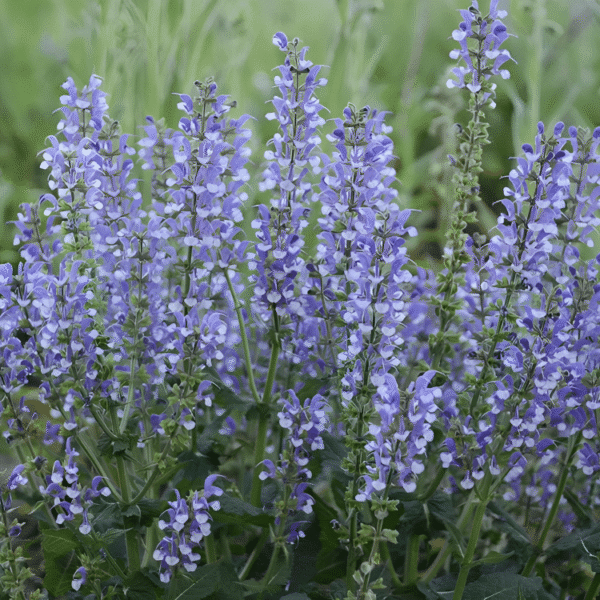 salvia fashionista Azure Snow 1