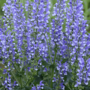 salvia fashionista Azure Snow 2