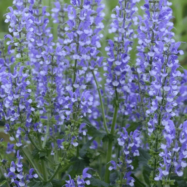 salvia fashionista Azure Snow 2