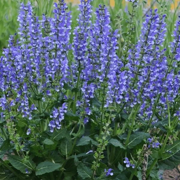salvia fashionista Azure Snow 3
