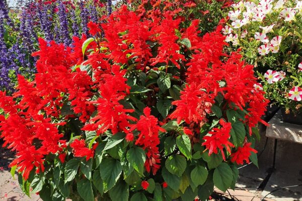 salvia red hill1