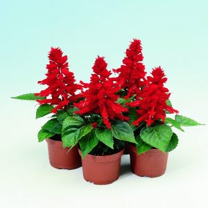 salvia splendens REDDY BRIGHT RED 2