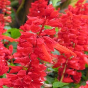 salvia splendens cover girl