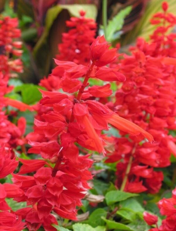 salvia splendens cover girl