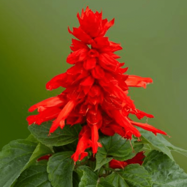 salvia splendens mojave red