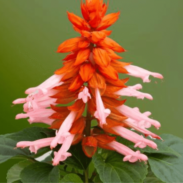 salvia splendens mojave salon