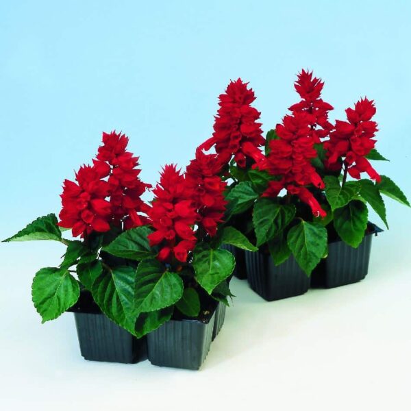 salvia splendensr REDDY BRIGHT RED 3